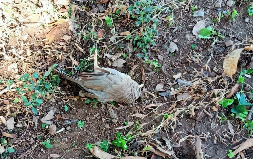 Four birds found dead in Sirmaur district