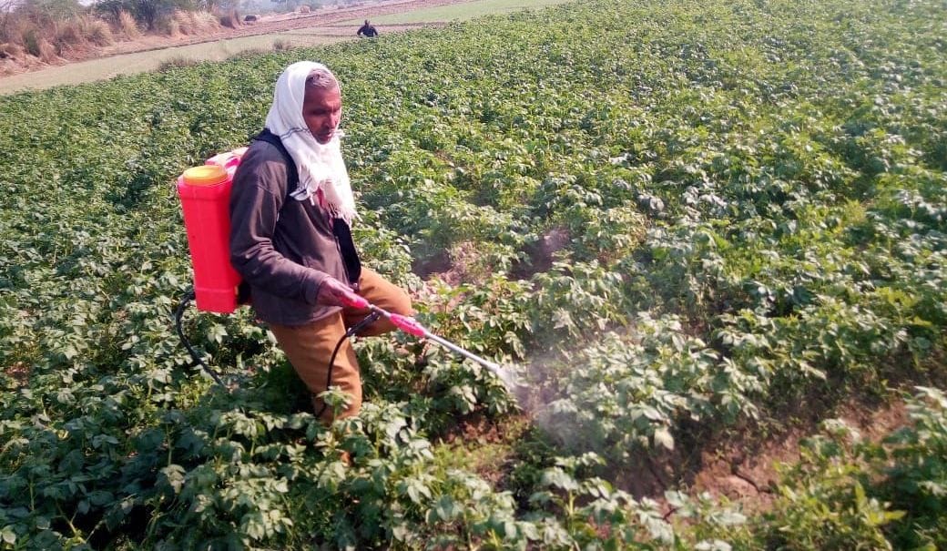Cold, fog causing damage to potatoes, peas, lahi