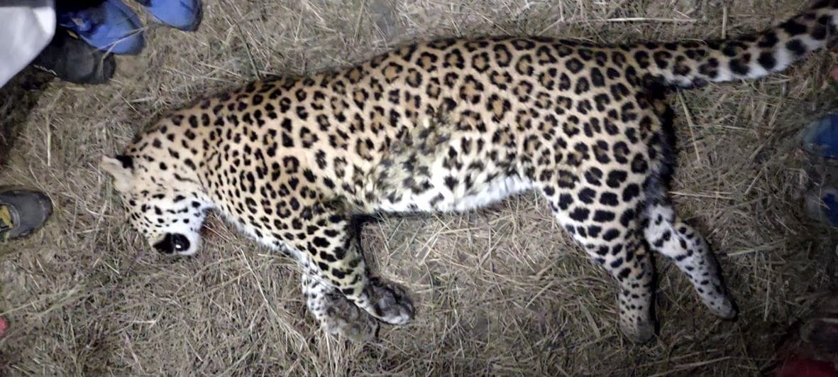 Leopard died due to current