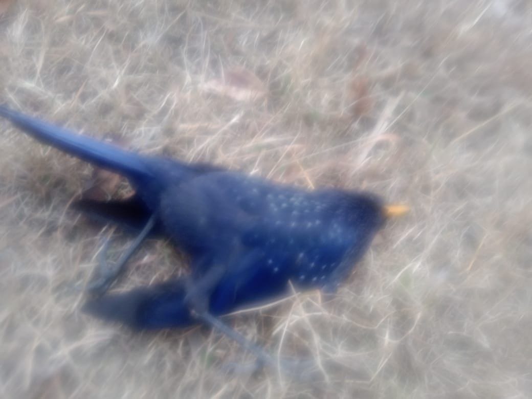 Sensation of finding dead bird in chest