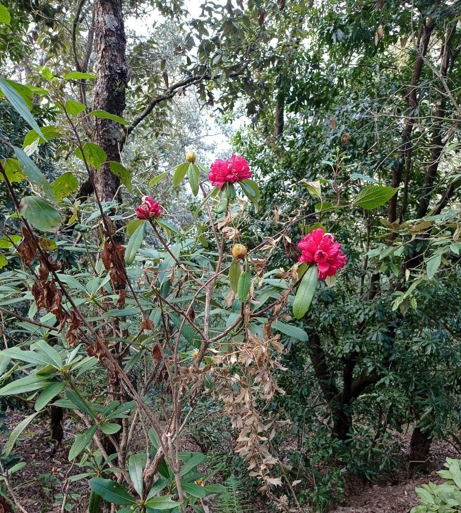 State tree bury in the forests started blooming two and a half months ago