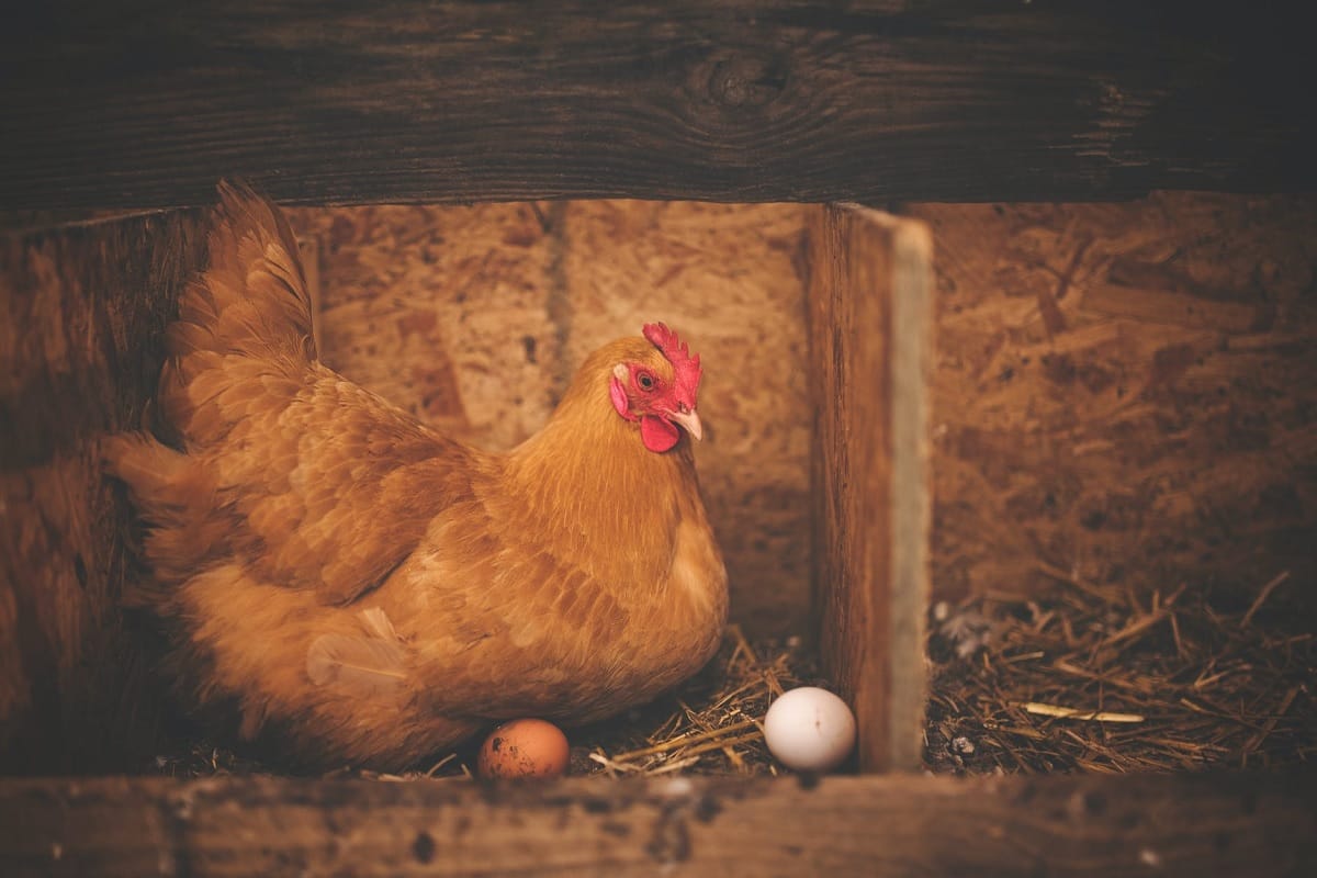 11 states affected with Bird Flu including fresh Chhattisgarh