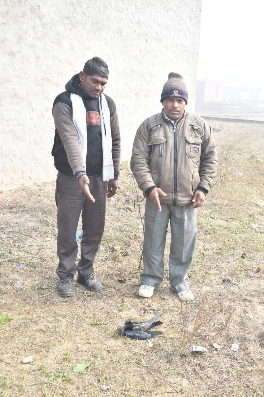Four crows found dead in Aharaula Tejwan, three animals made morsel