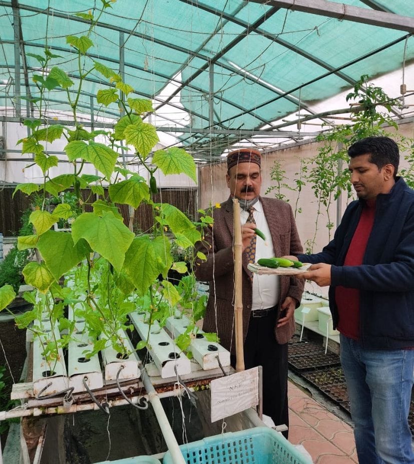 Cucumber production in water