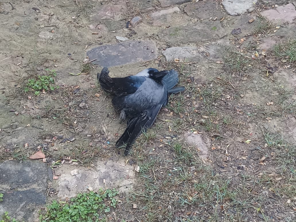Dead crow found again in Harevali