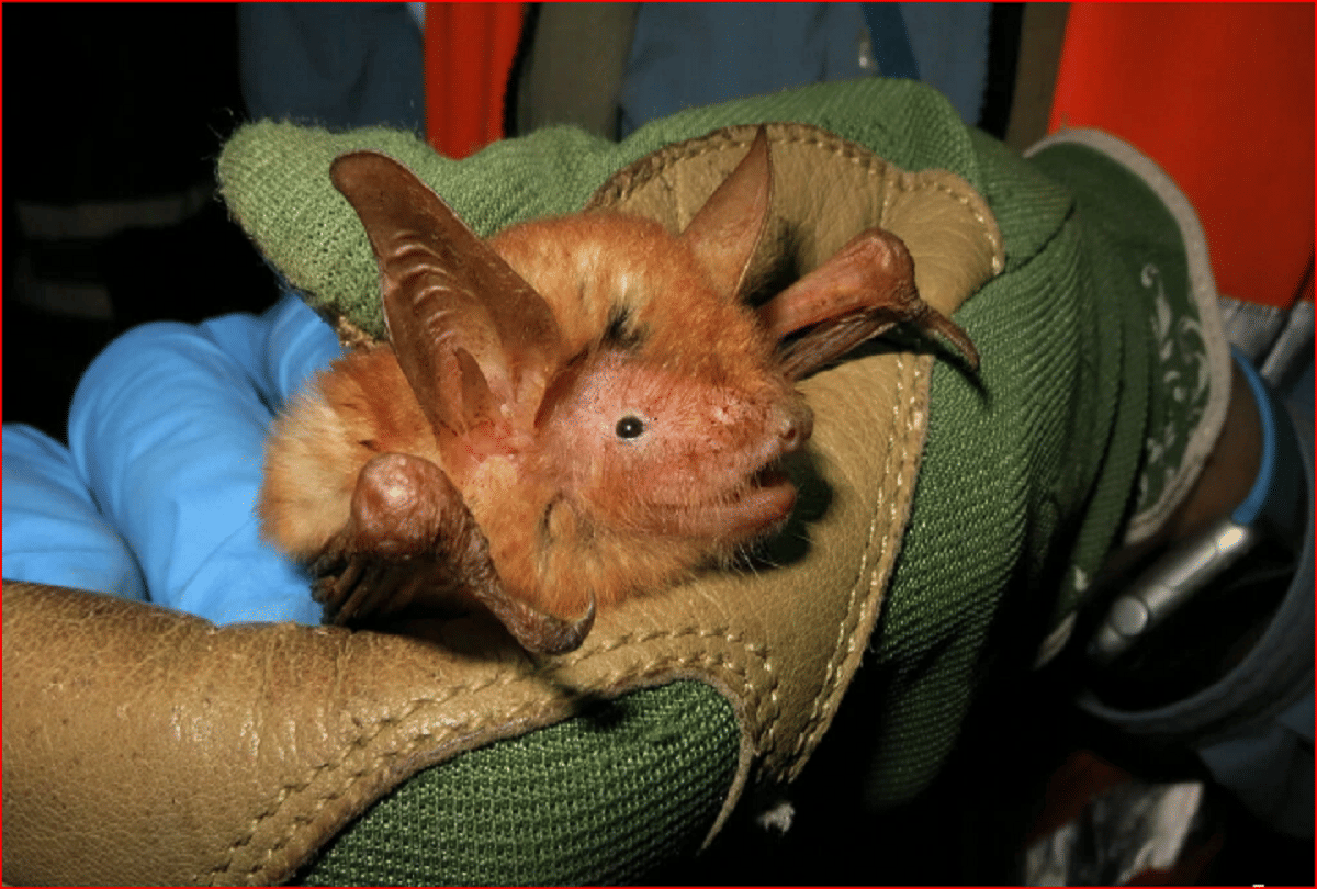 scientist found a new species of bat whose color is orange in the west south country guinea