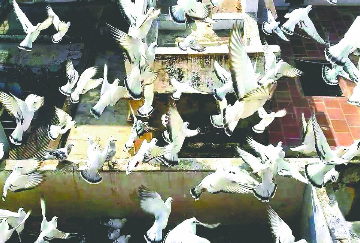 Bird Flu Panic Stops Pigeons Fly In Agra