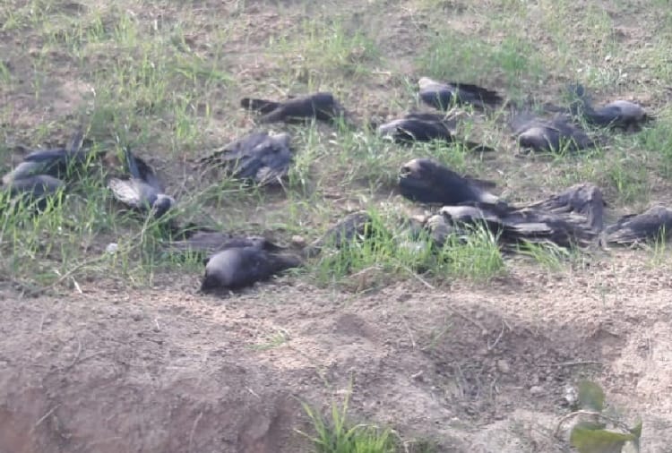 14 crows found dead in Abohar of Punjab