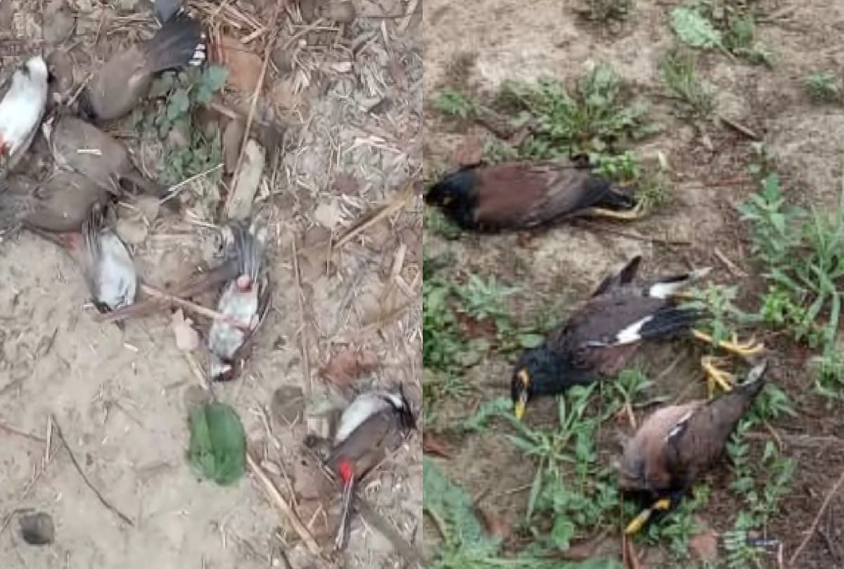 many birds found dead in basti