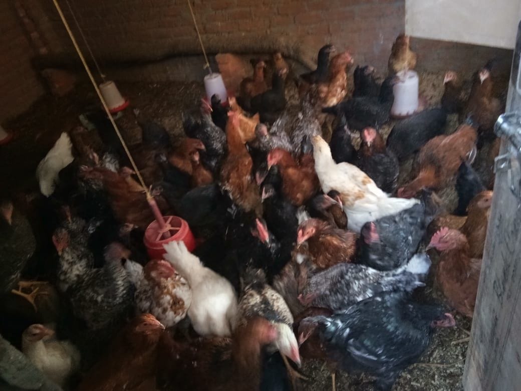 Alert For Bird flu