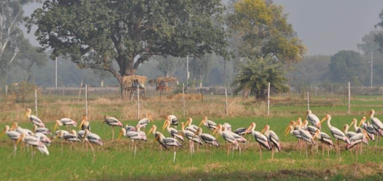 videshee parindon par van vibhaag ka pahara