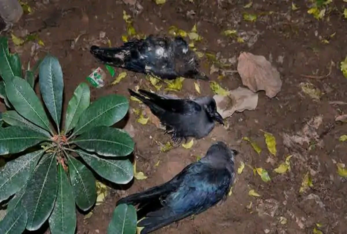 Bird Flu: Maharashtra, Haryana continues to kill birds, new cases in MP