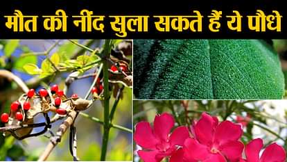 dangerous plants in the world
