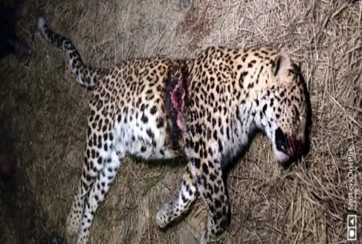 FIR against farm owner for leopard death