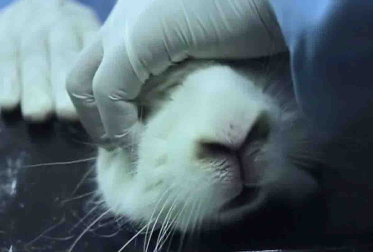 Kanpur: Events Pharmaceutical Compani's sample of animal antibiotic fails, ban on sale