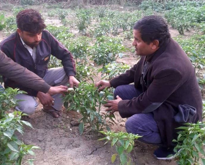 Now scorching disease hits tomatoes and peppers