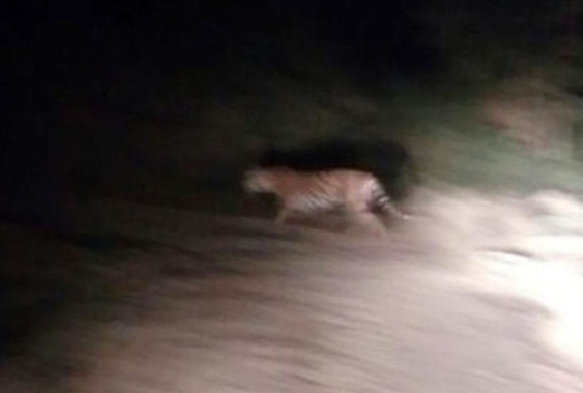 Two injured in tiger attack in chitrakoot