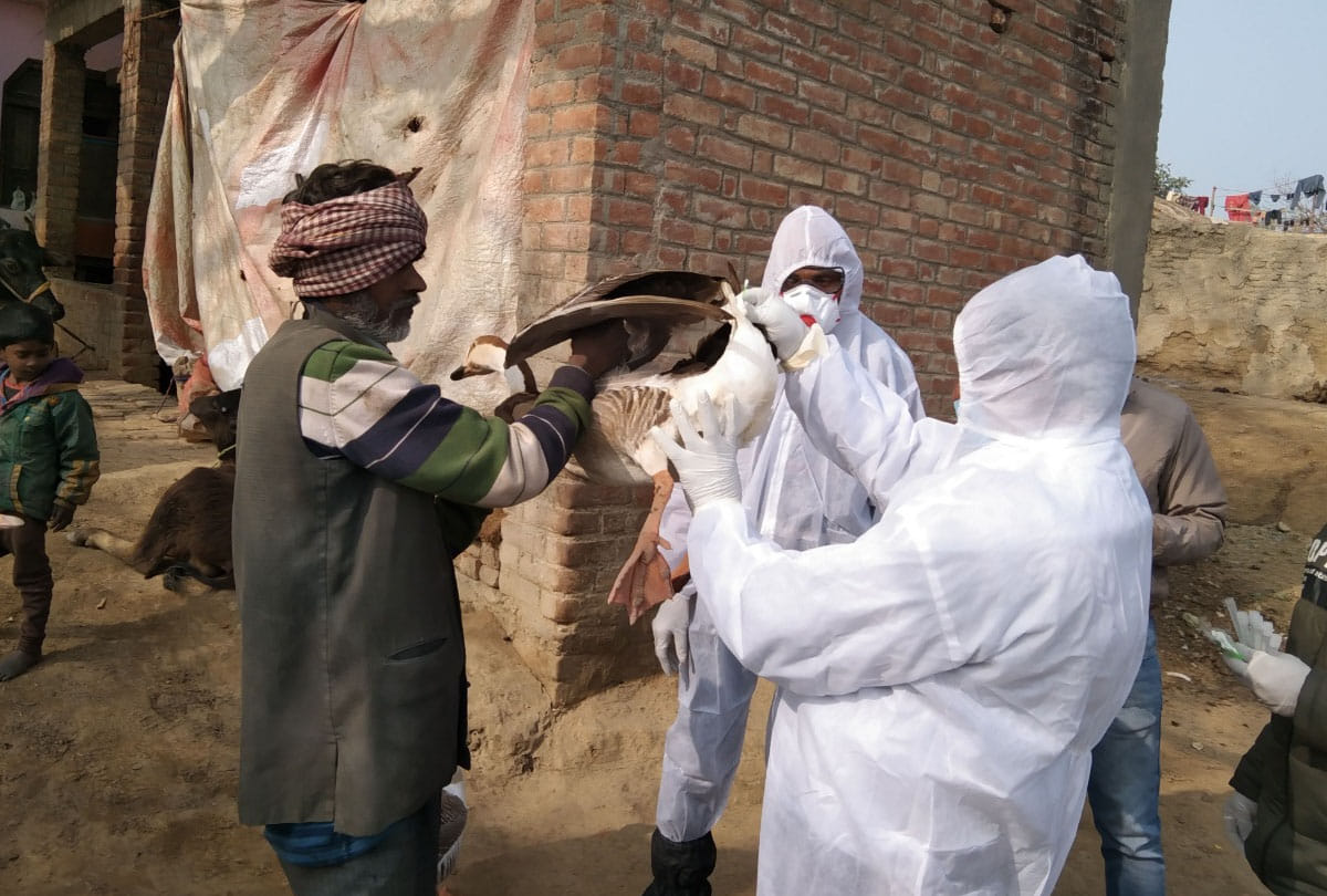Fear of bird flu, five ducks found dead