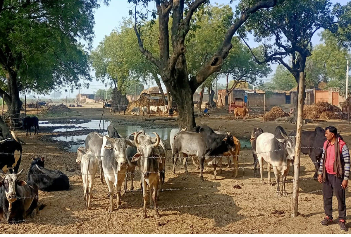ग्रामीणों द्वारा बनाई गई अस्थायी गोशाला में मौजूद गोवंश