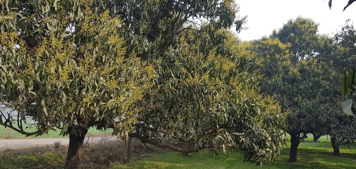 Unseasonal blossom on mango trees, planters worried