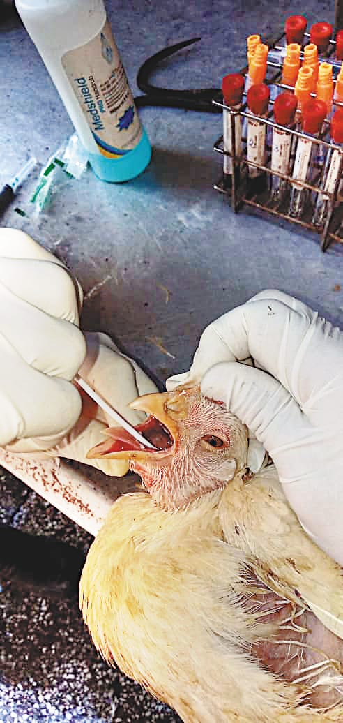 Accused of throwing chickens at Kalka-Shimla highway near Solan still at large