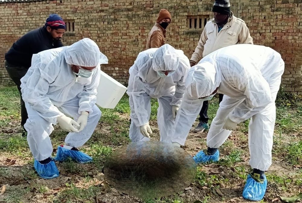 Dead peacocks found in Ambedkarnagar.