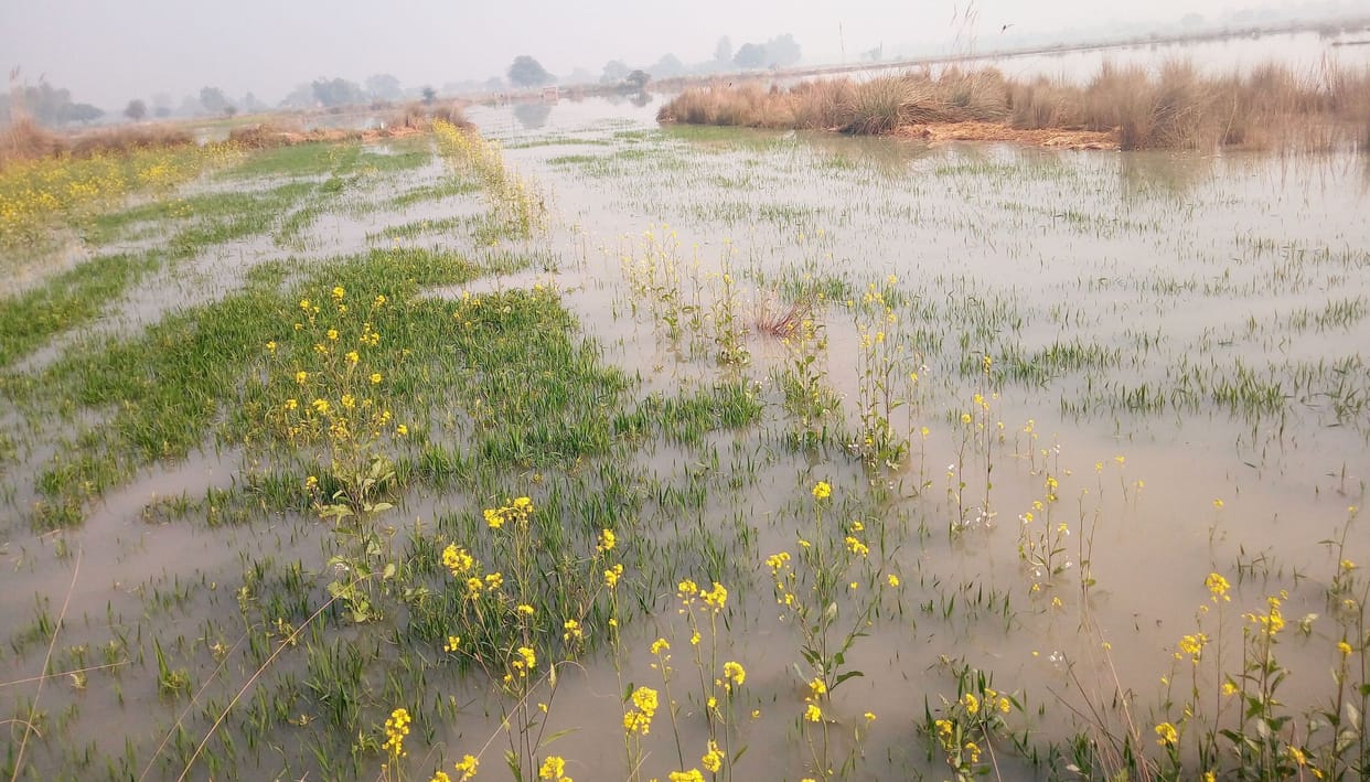 Crops submerged due to khandi cutting in Khaga Rajbaha