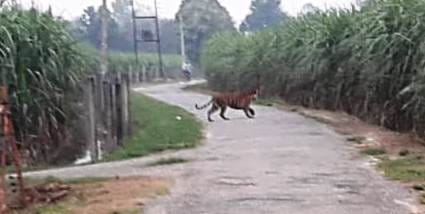 wild animal