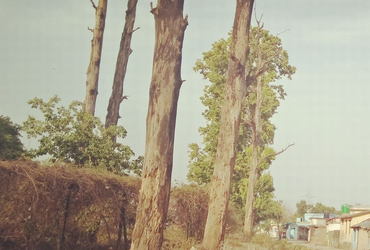 Danger by Tree