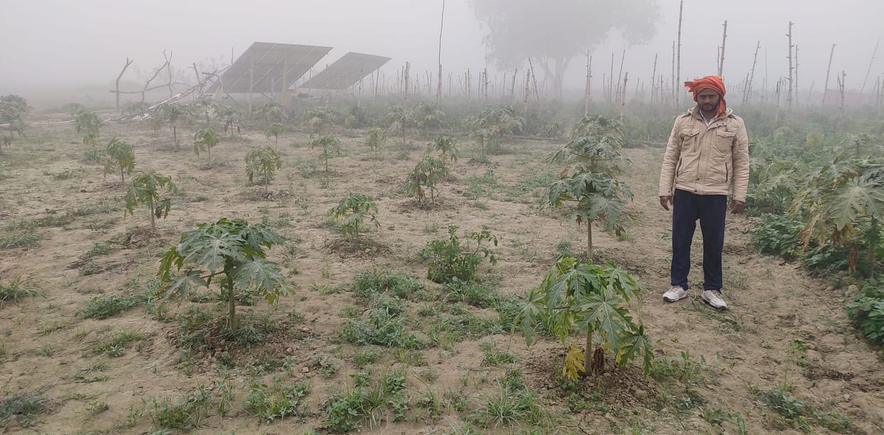 Special news: Taiwan's papaya starts growing in Doaba
