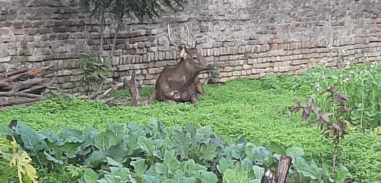 wildlife