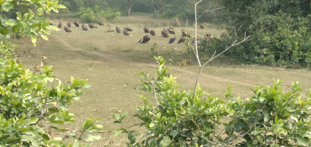 dudhawa jungal