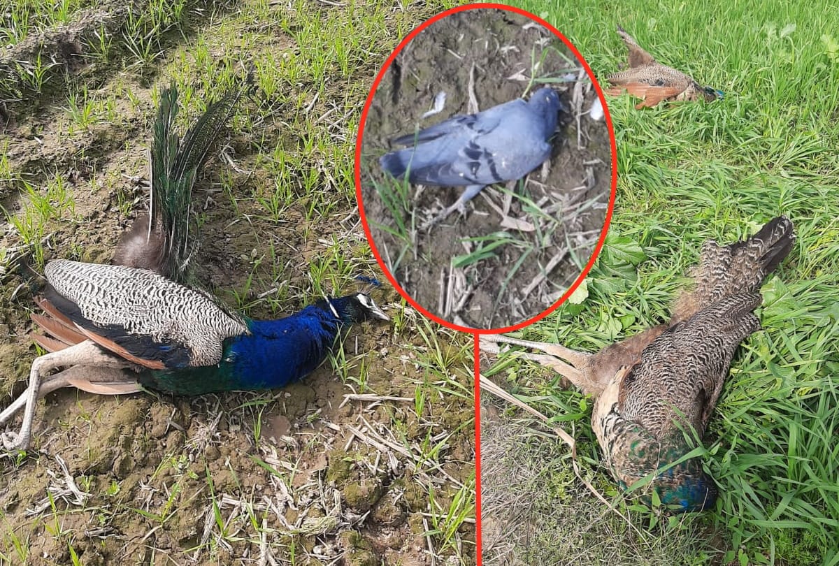 eight Peacock and two pigeon found dead in basti