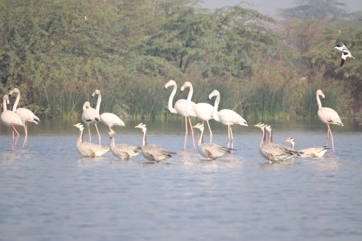 Greater Flamingo