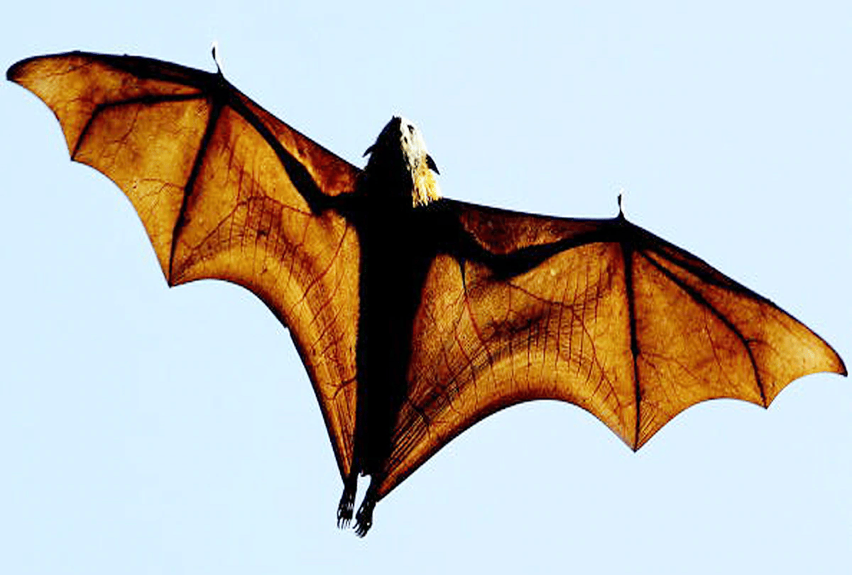 research on bats to save world from next pandemic
