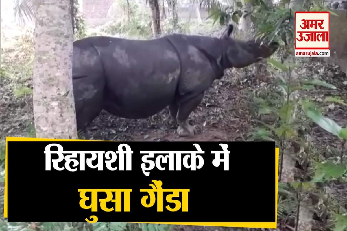 गैंडा