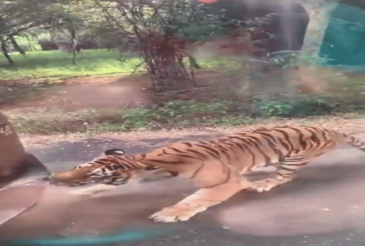 tiger pulls a tourist car behind with his teeth video goes viral