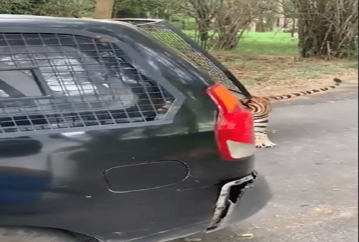 tiger pulls a tourist car behind with his teeth video goes viral