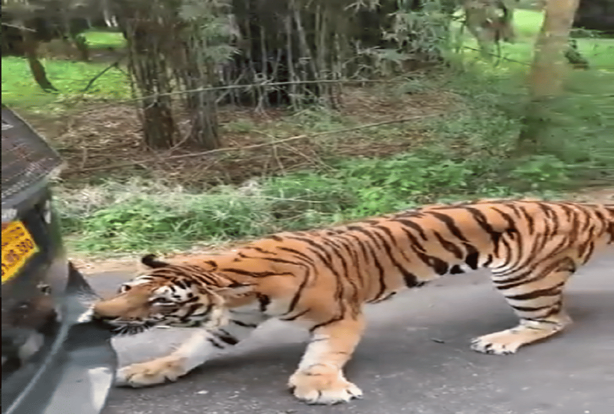 tiger pulls a tourist car behind with his teeth video goes viral