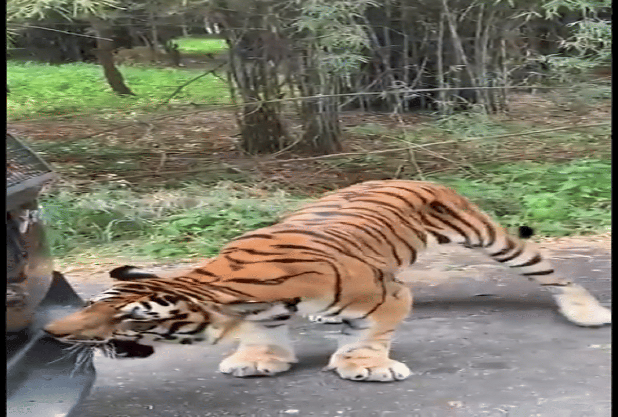 tiger pulls a tourist car behind with his teeth video goes viral