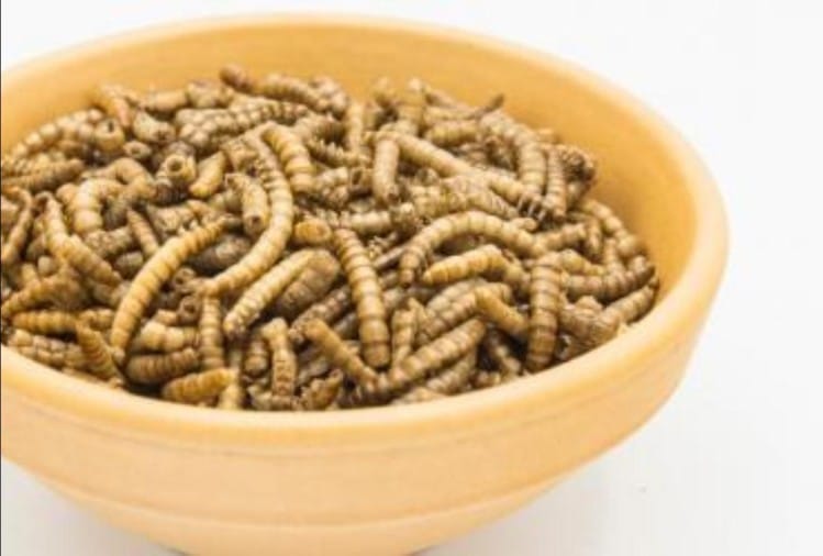 यूरोप के लोग अब कर सकेंगे पीले कीड़ों का सेवन, यूरोपीय संघ ने दी मंजूरी Mealworms As Insect