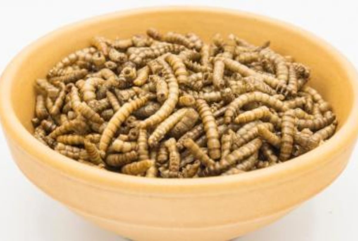 mealworms as insect food in european countries eu food agency approves mealworms as human food insect eating countries