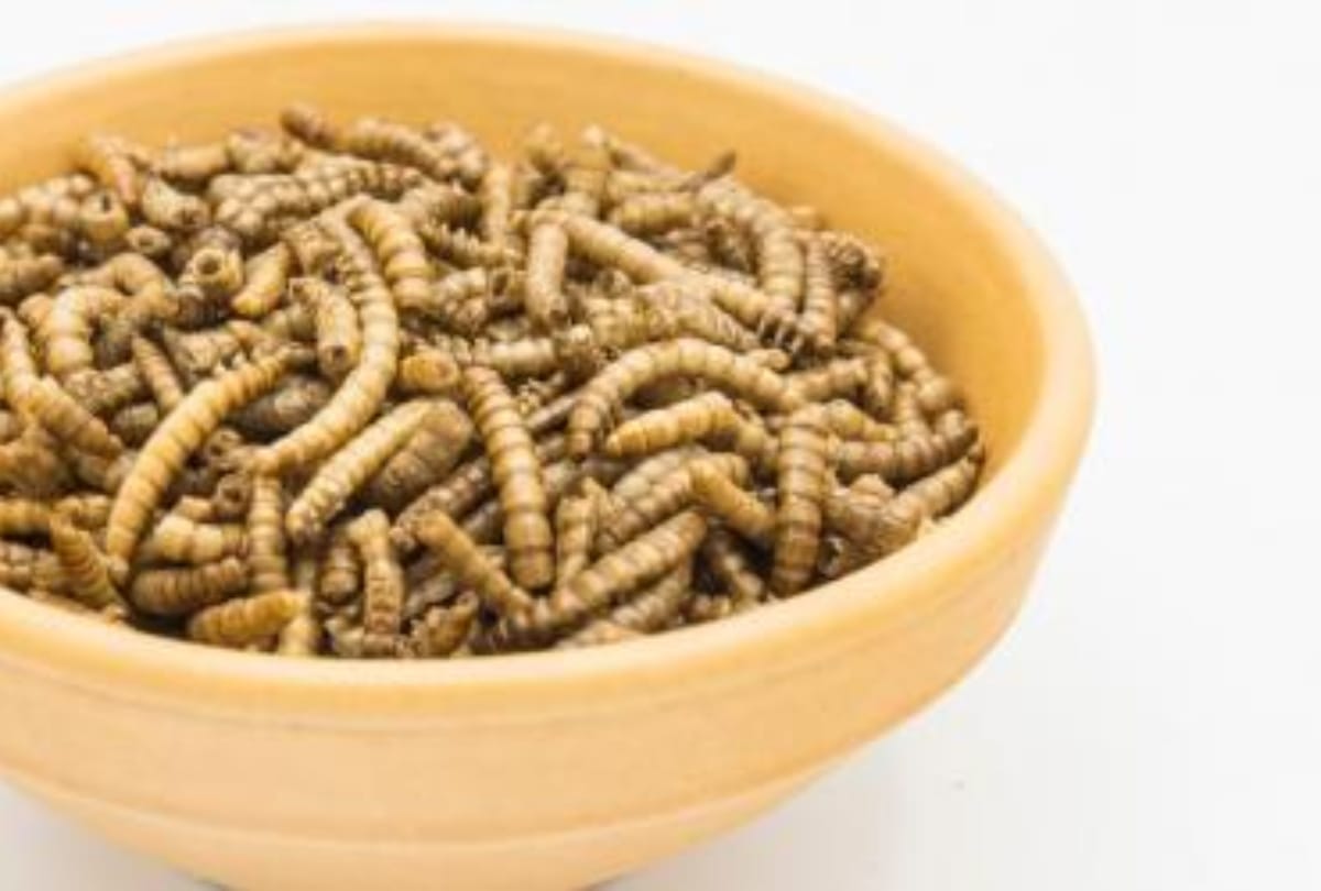 mealworms as insect food in european countries eu food agency approves mealworms as human food insect eating countries