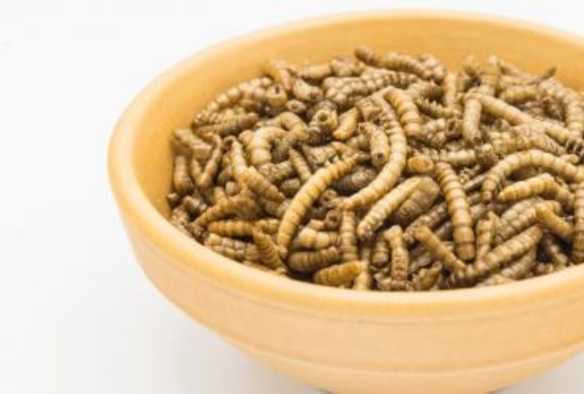 mealworms as insect food in european countries eu food agency approves mealworms as human food insect eating countries