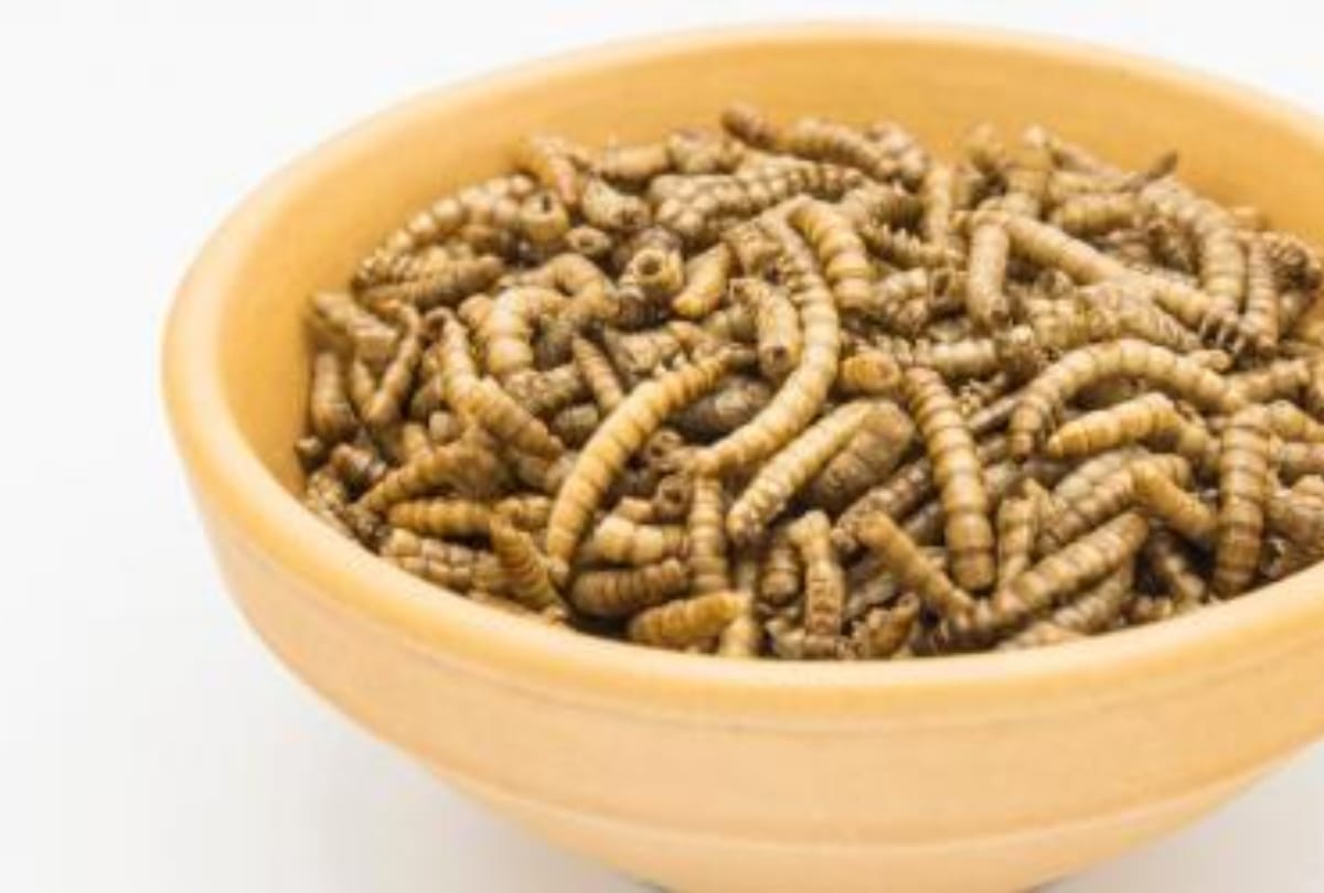 mealworms as insect food in european countries eu food agency approves mealworms as human food insect eating countries