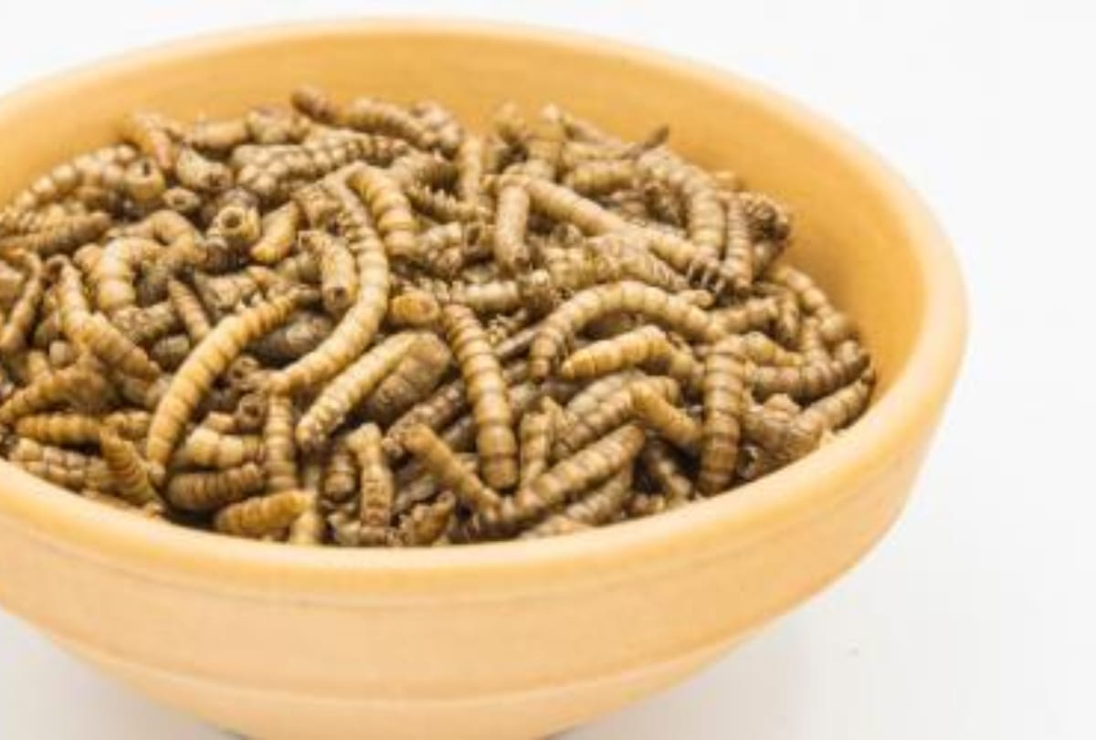 mealworms as insect food in european countries eu food agency approves mealworms as human food insect eating countries