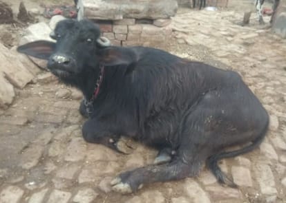 थाना मक्खनपुर के गांव अरमारा में बीमार पड़े पशु।