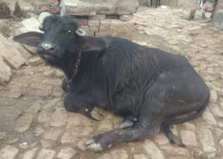 khurpaka,khurpaka muhpaka,khurpaka rog,animal husbandary,animal doctor,animal disease