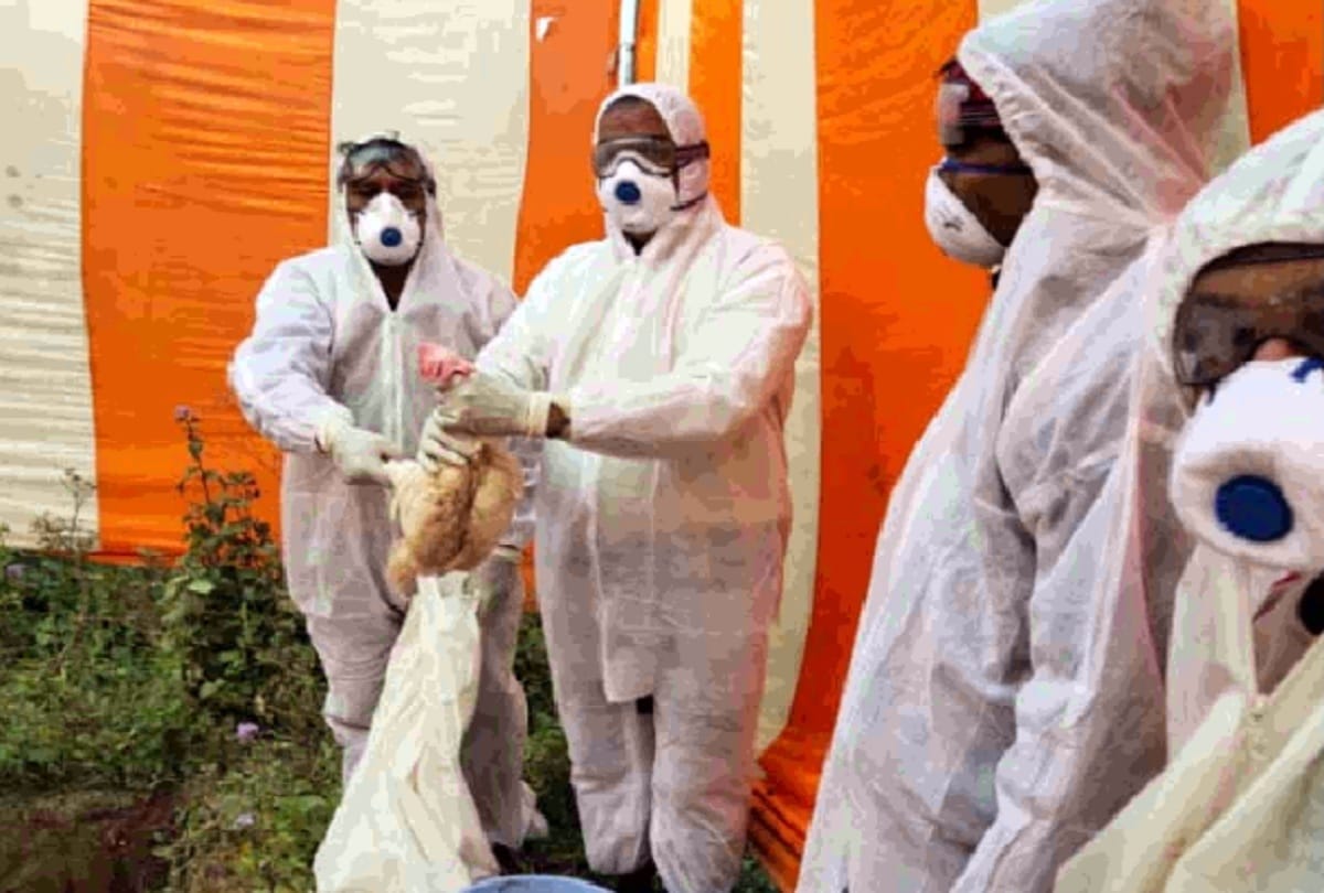 Bird flu in Rajasthan: Disease spread in 17 districts, 7187 crows, peacocks, pigeons killed