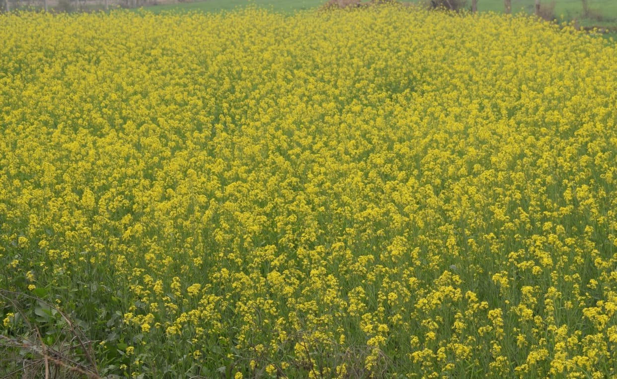 weather change in Mainpuri